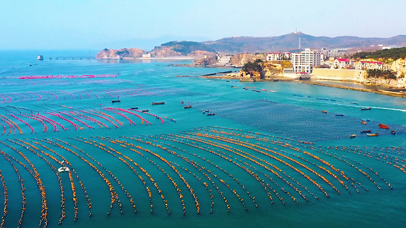 以海為田迎收獲，“海上菜園”勞作忙