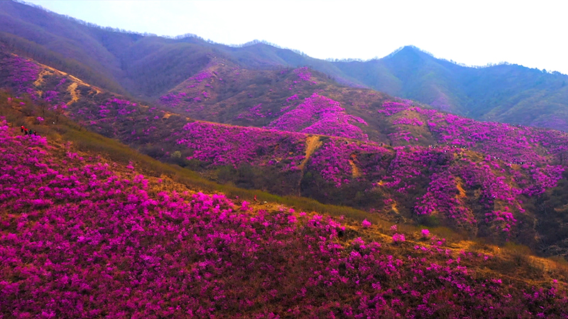 【“飛閱”中國】花紅漫山 滿(mǎn)目皆是映山紅